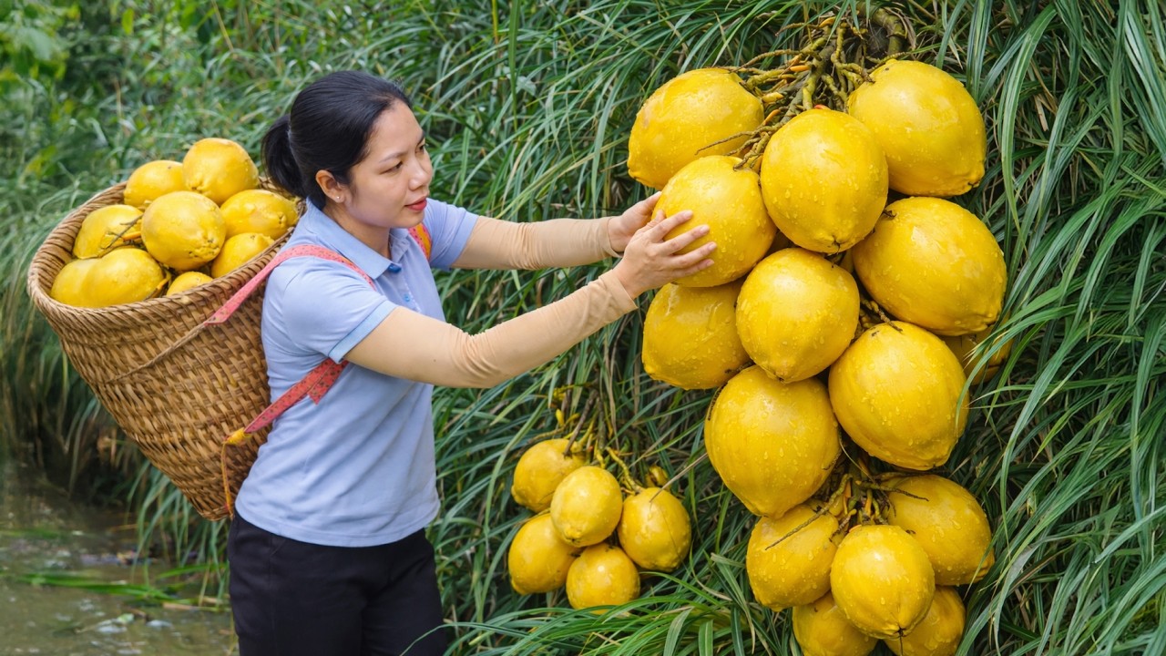 Harvesting Bunches Of Super Sweet Golden Coconuts To Sell At The Local Market