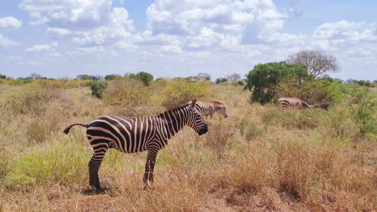 Afryka w obiektywie 📸🇰🇪 | Mombasa, Haller Park, drogi i safari w Tsavo East
