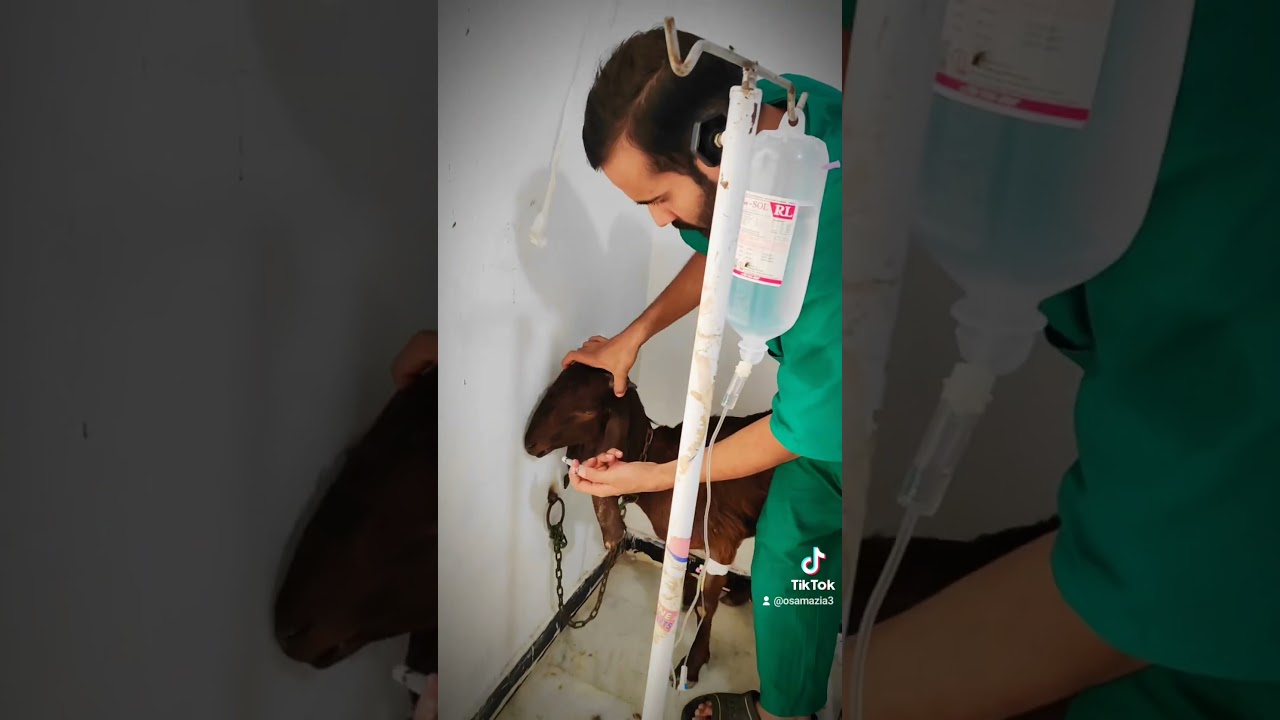 #weakness #weaknesstreatment #anorexia #anorexic #deworming #betalgoat #goat #vet#dvm #veterinarian