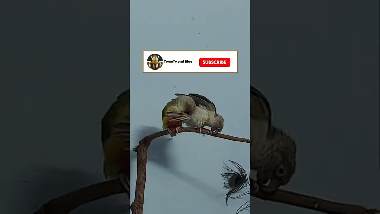 Cute Bird couple making love