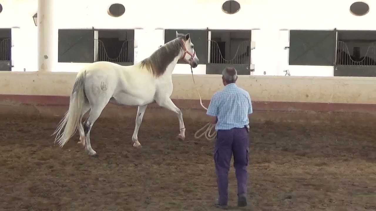 TECNICA  MAC  (junio 2022)
