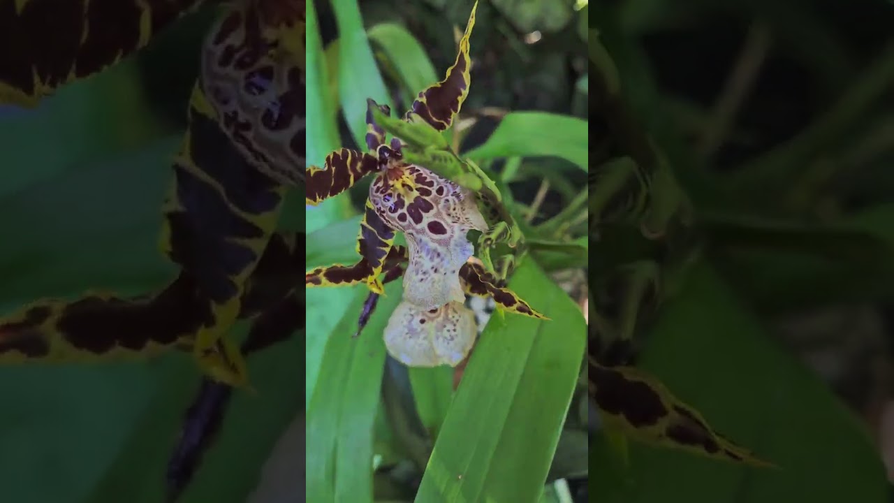 Jardín Botánico La Catalina 