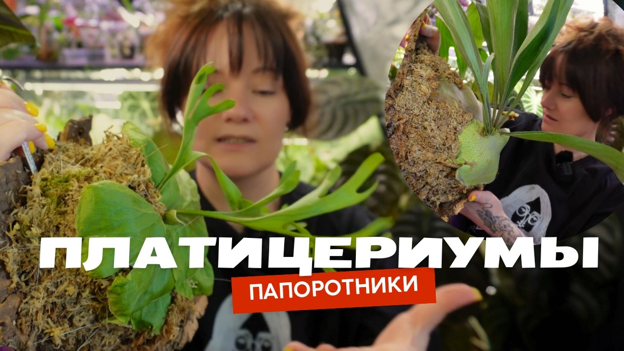 Как посадить или пересадить платицериум на кору / на блок / на доску