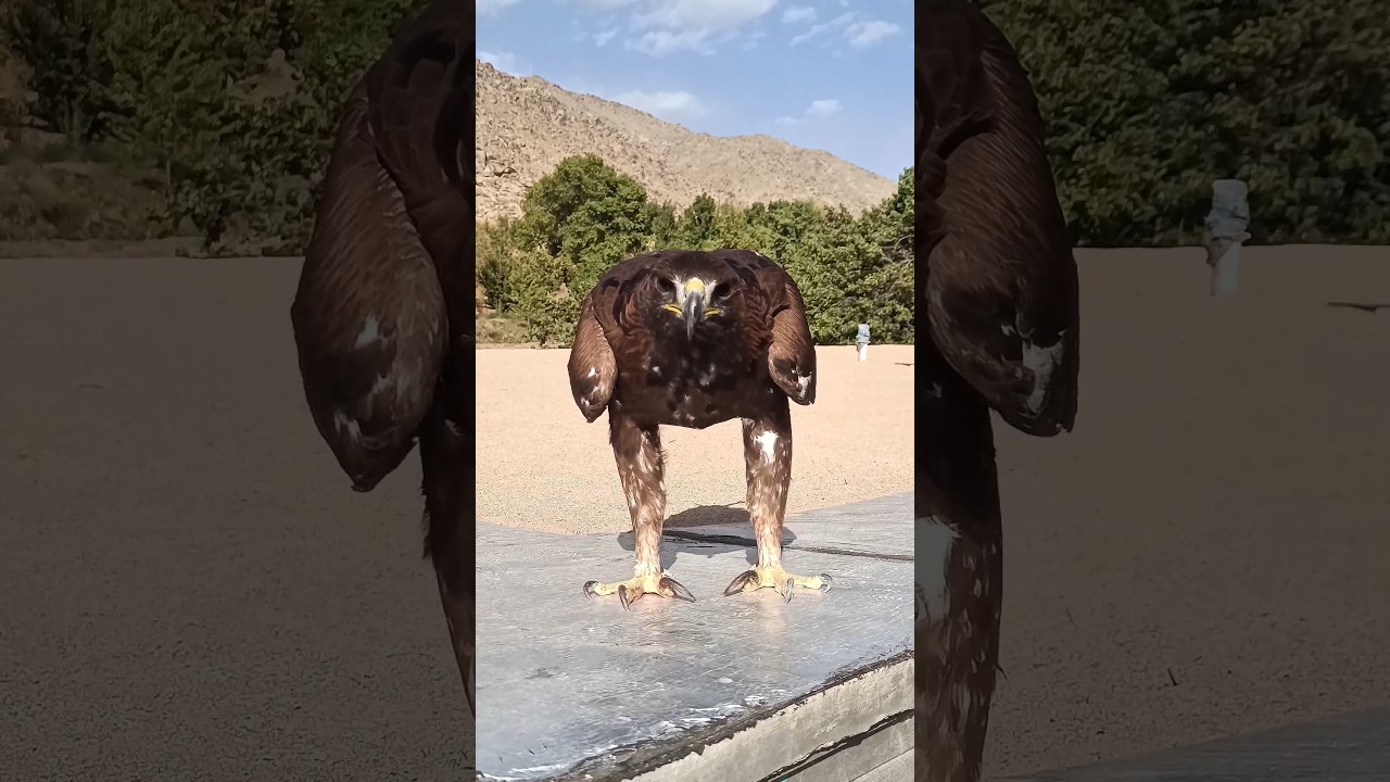 Amazing Golden Eagle| the King of birds of Prey🦅👀