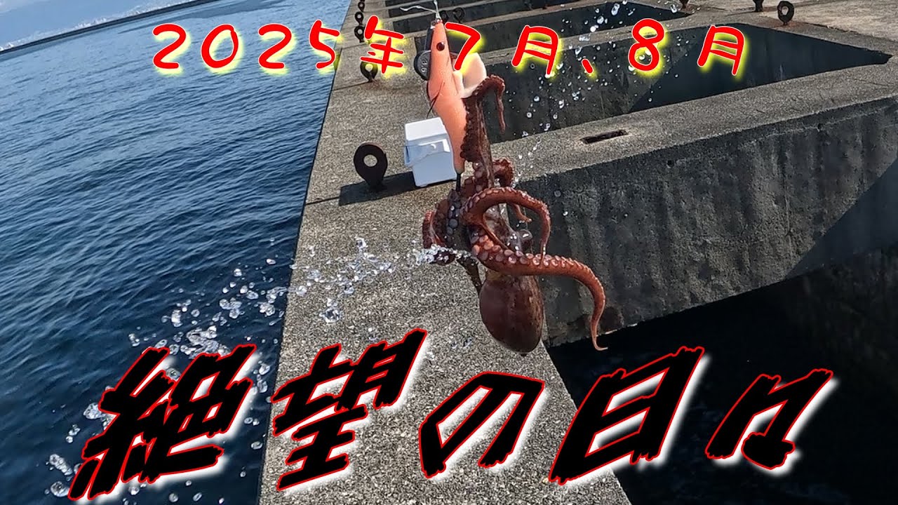 【おっさんの腕】　タコ釣り　ほとんどウォーキング