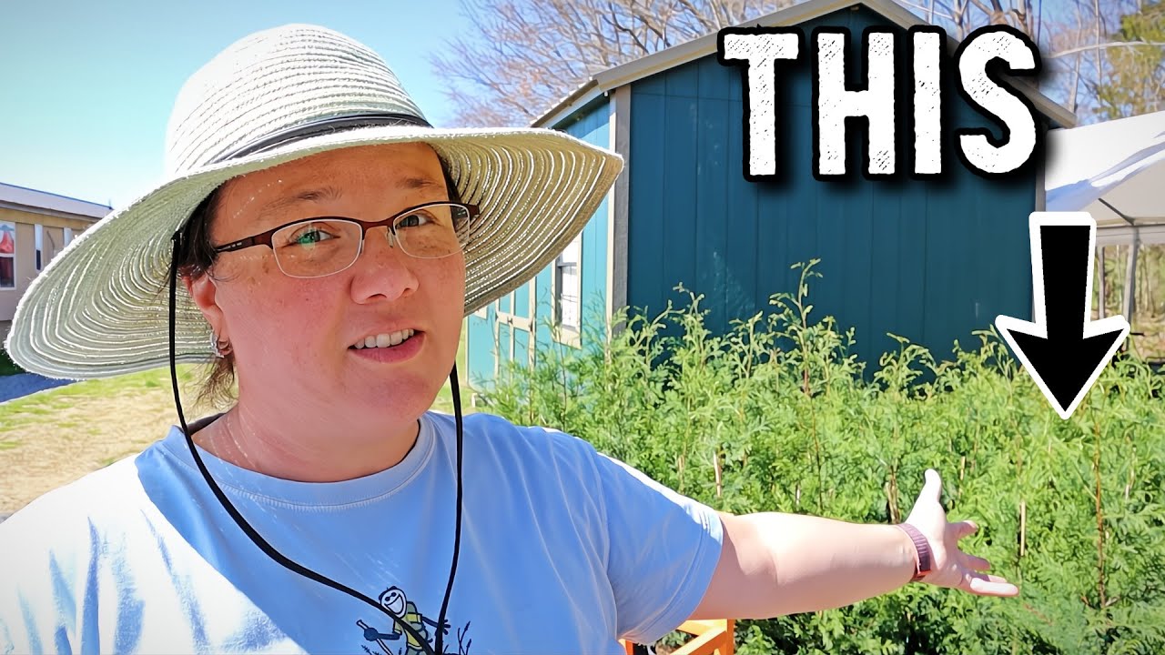 Spending Money for [future] Privacy!  // Planting Murray Cypress Trees