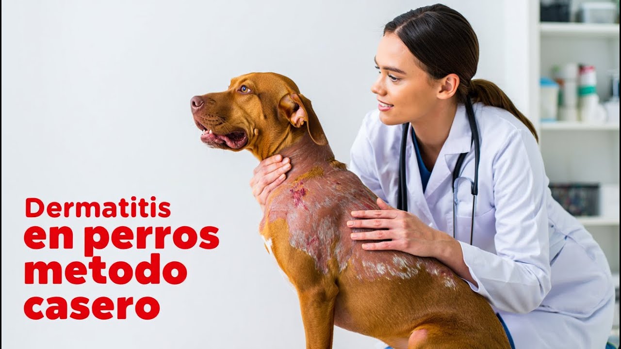 &iexcl;DERMATITIS EN PERROS explicada por veterinario! Remedios caseros SEGUROS + prevenci&oacute;n efectiva