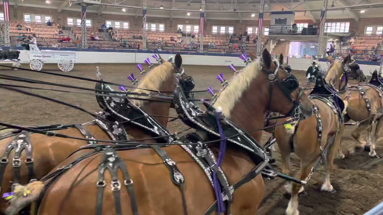 Illinois State Fair Belgian and Clydesdale horse show