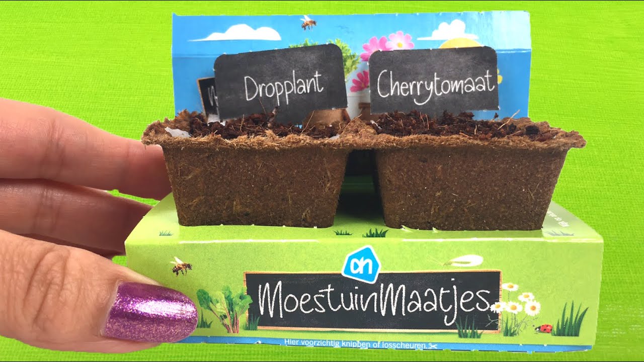 AH Moestuinmaatjes  Cherrytomaat & Dropplant zaaien TIPS!