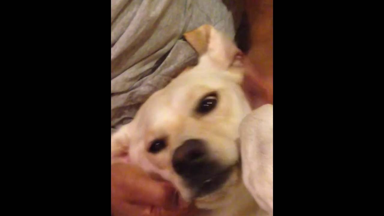 Labrador Retriever gets a massage
