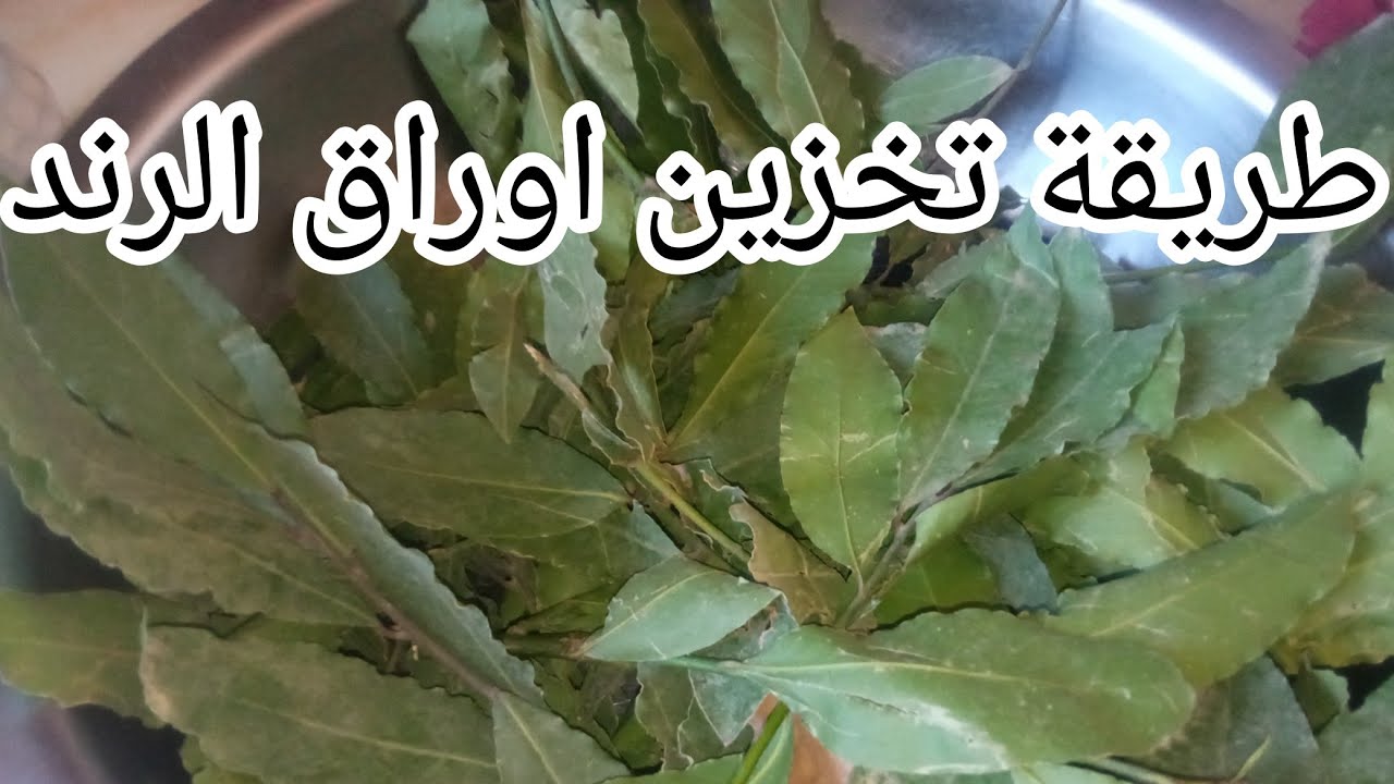 تحضيرات رمضان طريقة تخزين اوراق الرند (الغار) بطريقة صحية وتشدلك مدة عام او اكثر بدون فقد لون رائحة