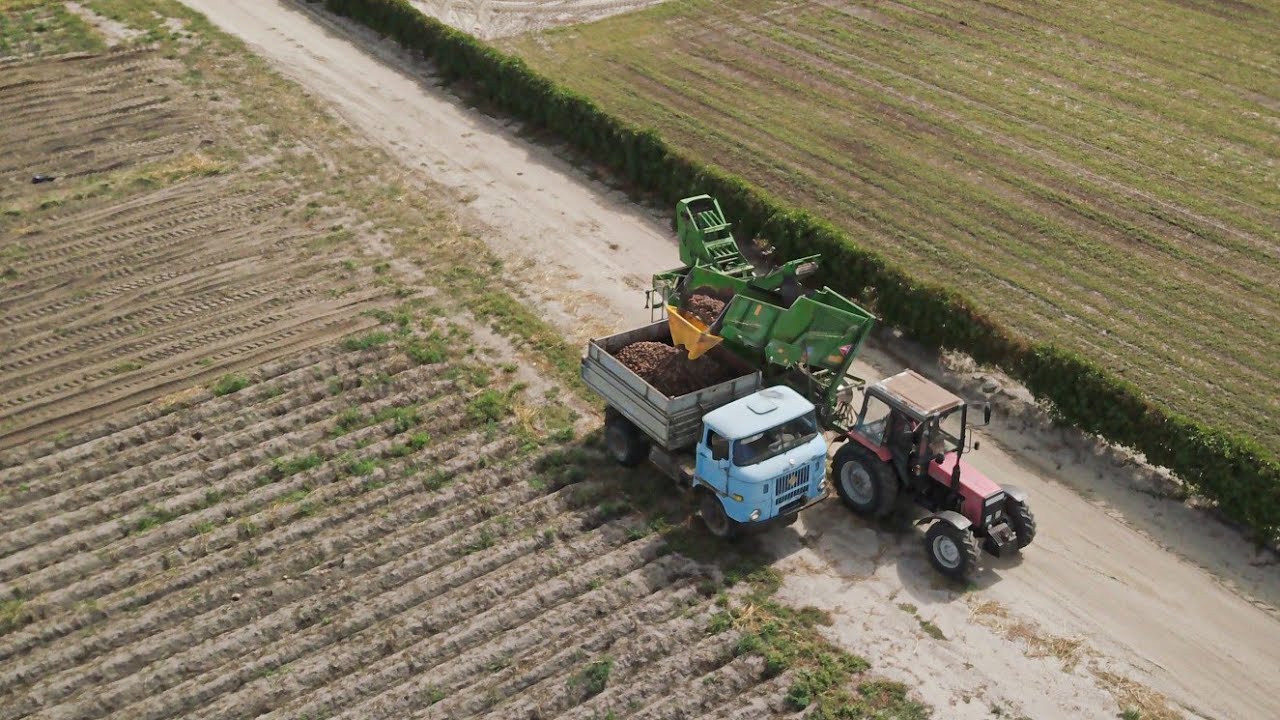 A krumpli útja a szántóföldtől az asztalig Helvécián [Wühlmaus 1433P, MTZ 820, Ifa W50]