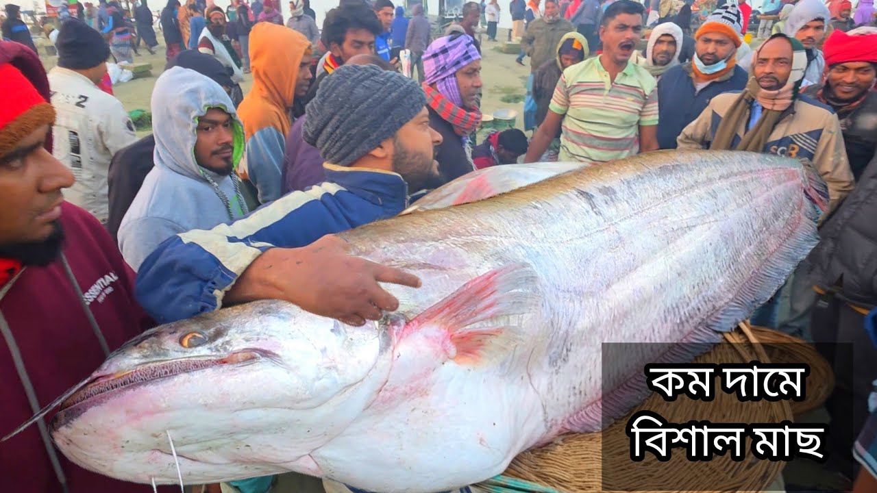 রমজান উপলক্ষে কম দামে বিক্রি হচ্ছে বিশাল বড় বড় মাছ | Padma fish | today fish market | Dohar fish 