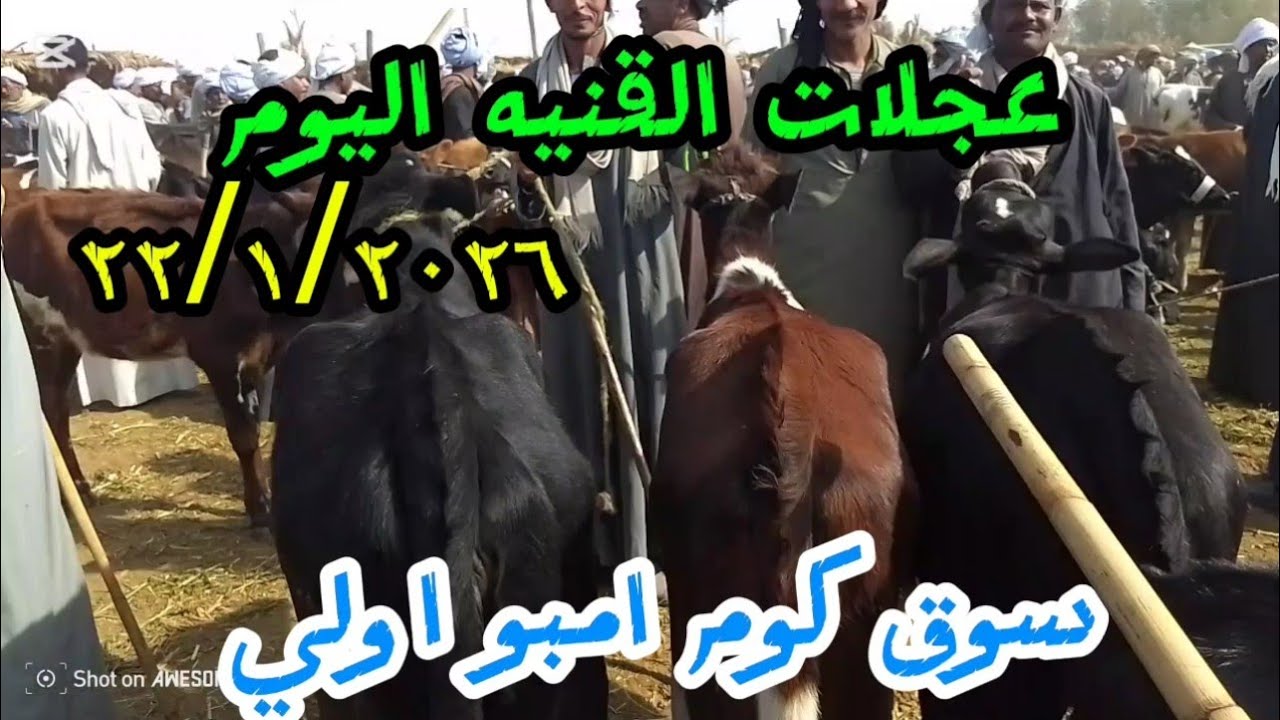 اسعار عجلات القنيه داخل سوق كوم امبو ٢٢/٢٠٢٦