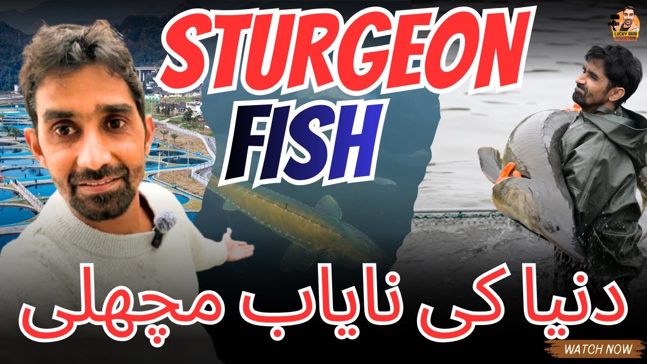Rare Fish Breed | Sturgeon Fish | World-Class Caviar | China fish production | Fish farming in China
