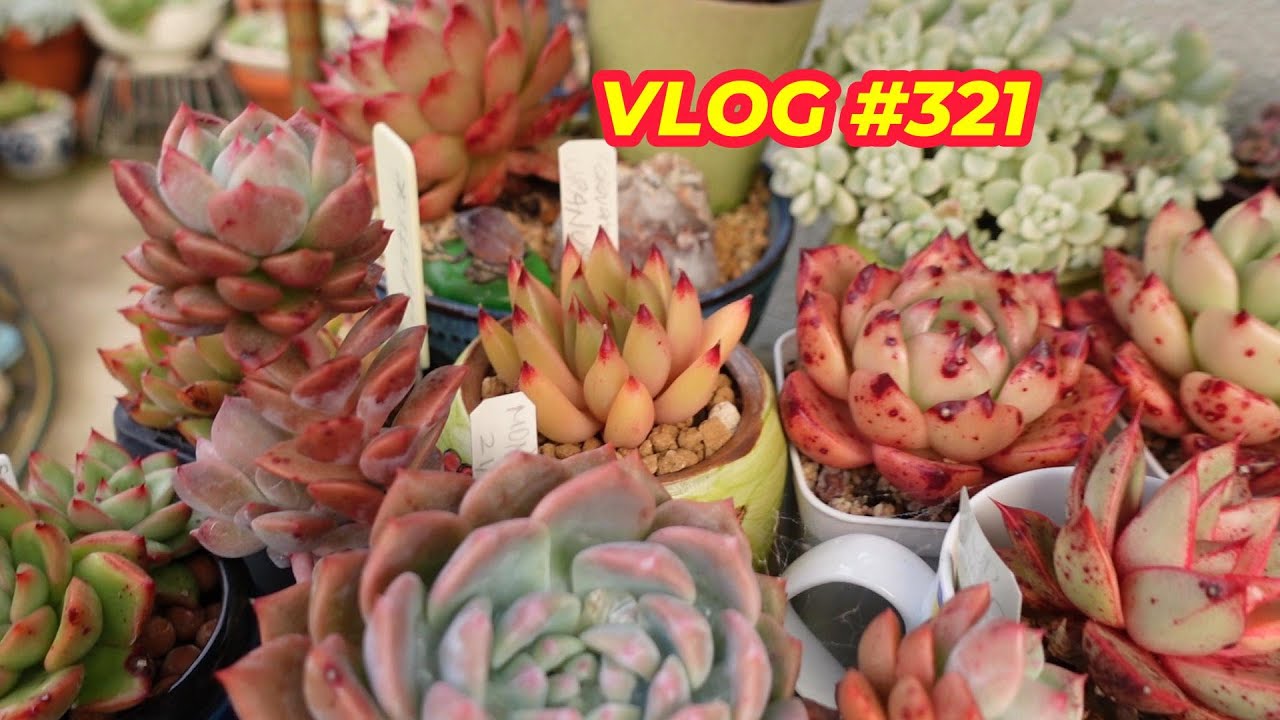 BACK TO MY SUCCULENTS | VLOG #321 - Growing Succulents with LizK