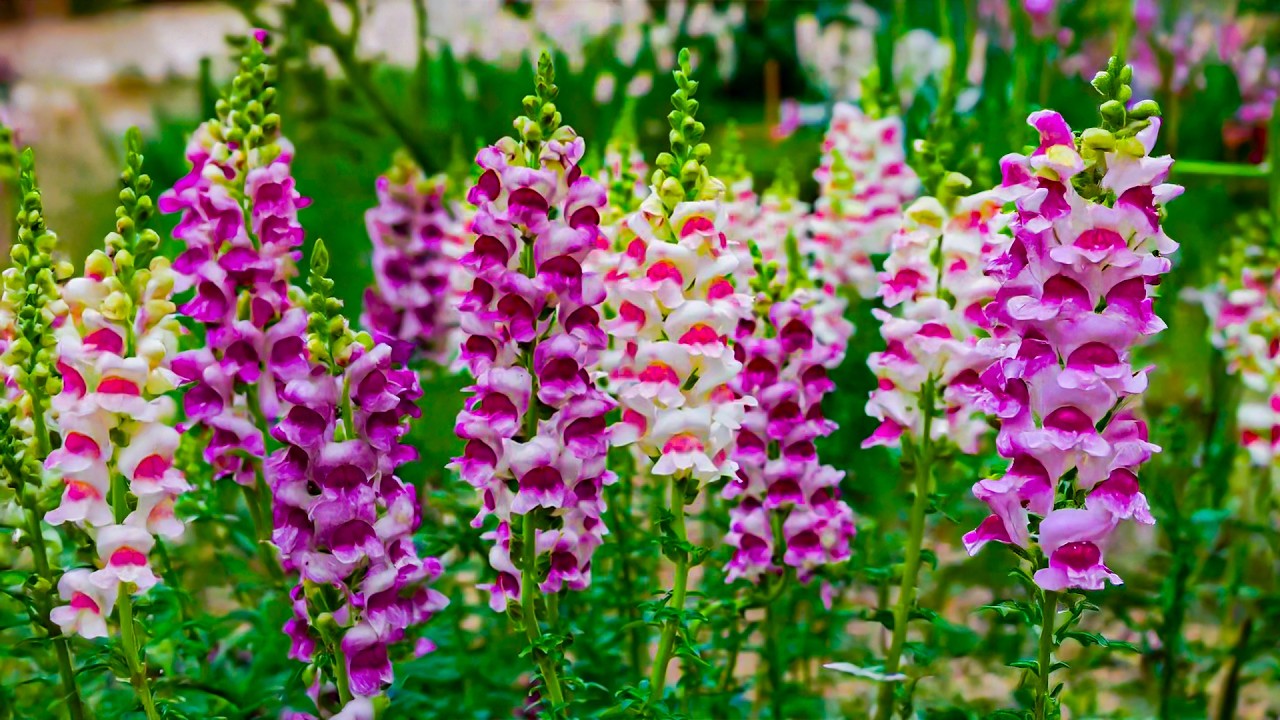 После 5 минут прослушивания вы быстро почувствуете себя восстановленным 🍀 Освободитесь от всего б...