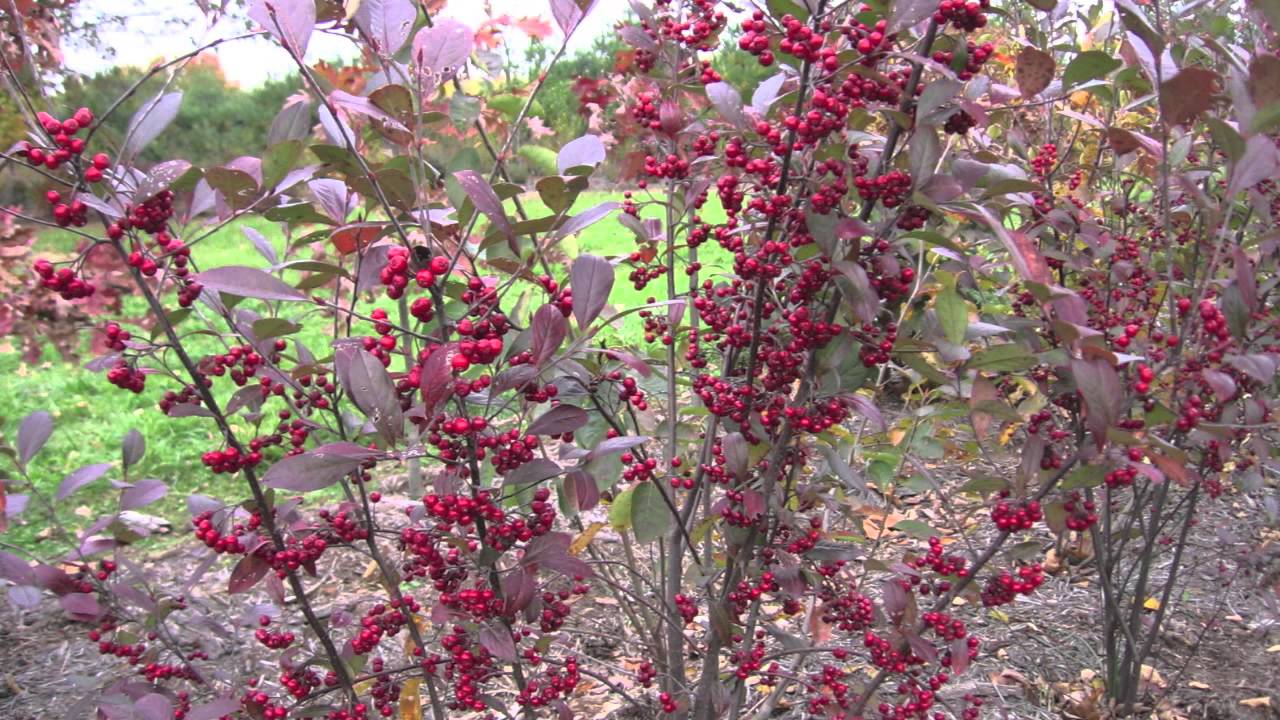 Fast Growing Red Chokeberry