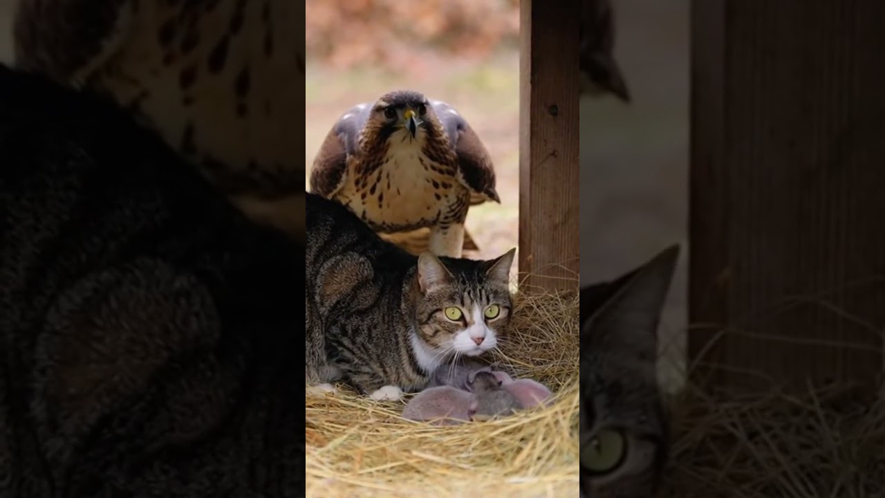 Brave Mother Cat Protects Her Kittens From a Fierce Dog Attack 