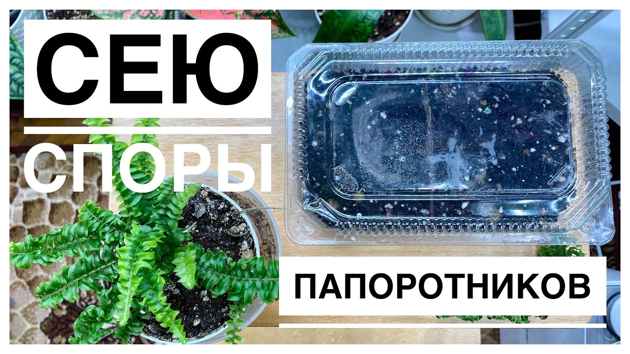 Будни цветовода | Сею споры папоротника | 12.10.2022г.