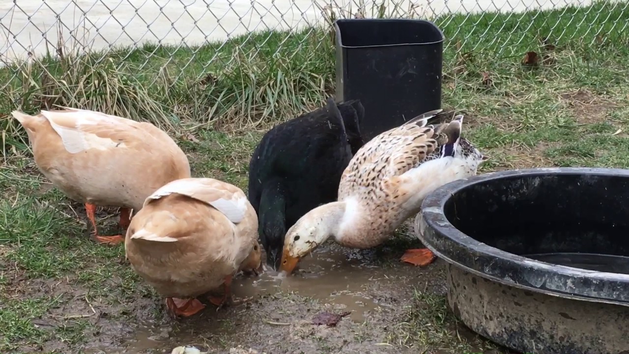 Ducks Love Mud