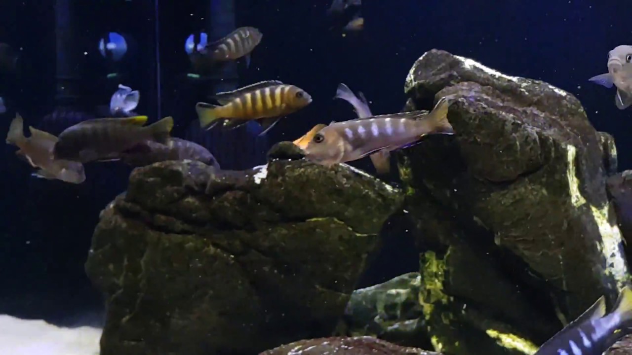 Metriaclima sp. 'elongatus chailosi' (the first time in color)