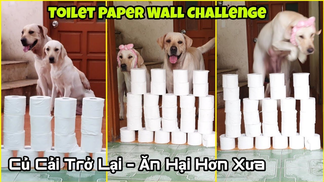 Ngày 35 | Tẩy Giun - Củ Cải Trở Lại Cực Kỳ Lợi Hại  - Toilet Paper Wall Challenge