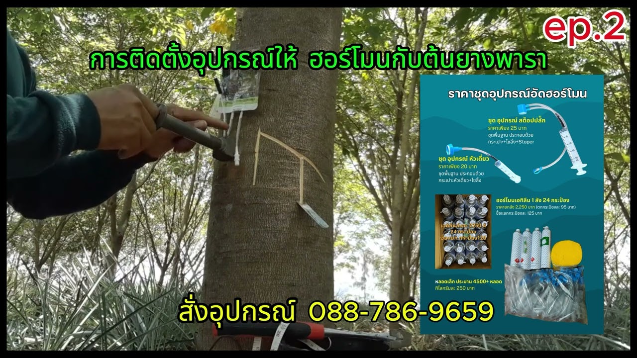 #การติดตั้งฮอโมน ให้กับยางพารา01
