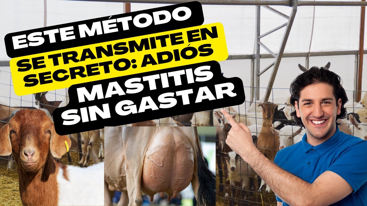 ¡Prohibido por muchos! El método natural que erradica la mastitis sin gastar en medicinas