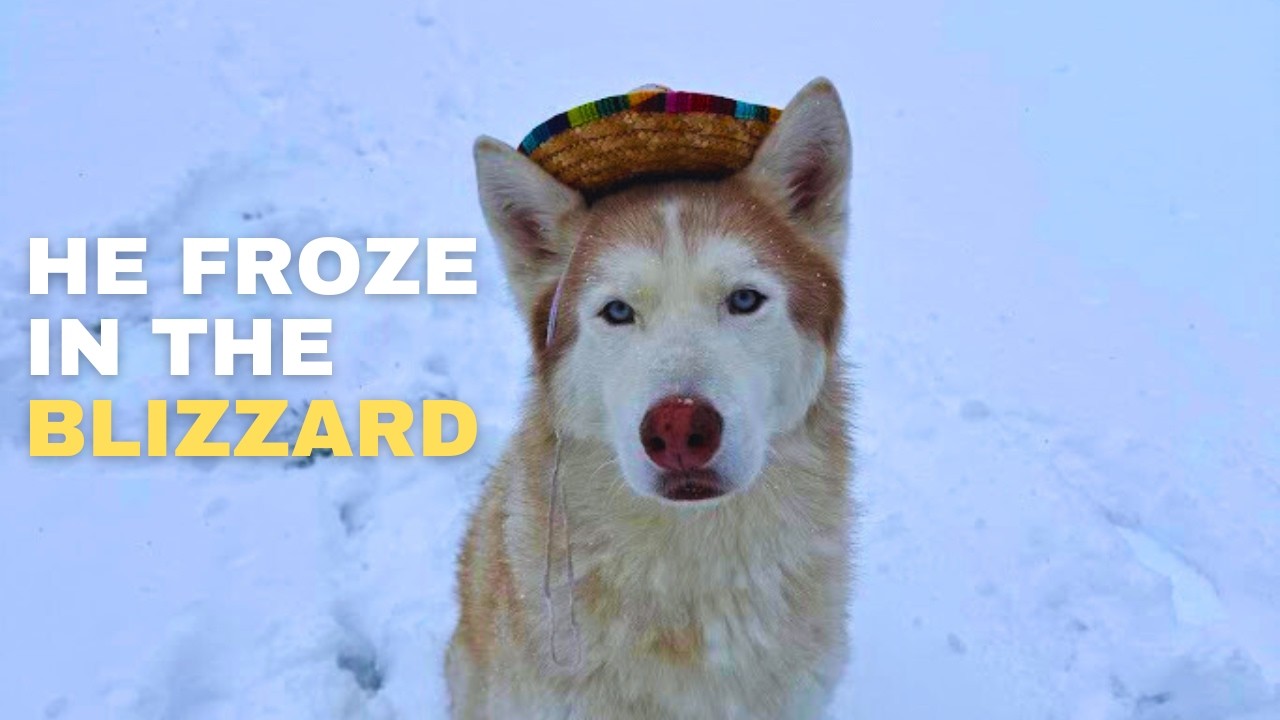 How Cold Can Huskies Tolerate? My Husky in a Blizzard