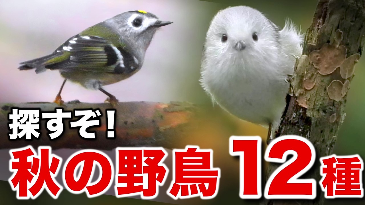 シマエナガはどこに？秋の森で出会った野鳥のドラマ！