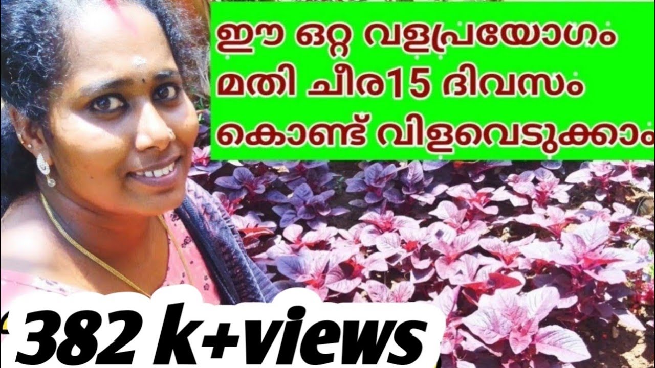 ചീര വിളവെടുക്കാം 15 ദിവസം കൊണ്ട് | ചീര കൃഷി വളപ്രയോഗം | Cheera Krishi  |  Sinu KG