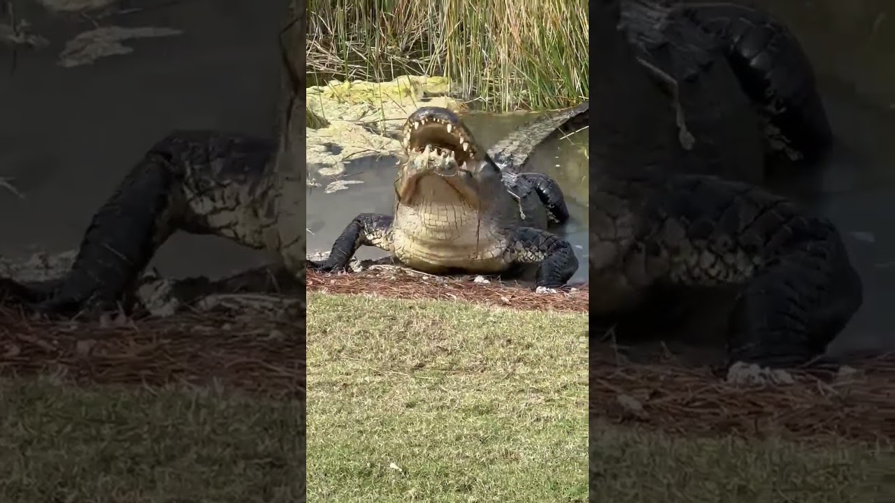 Alligator Gets Right To The Point #natureismetal #keepnaturemetal