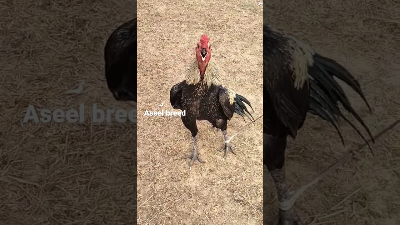 Java Aseel Murga Crowing 🐓 #shorts #viral #shortvideo #aseel #treading @aseelbreed761