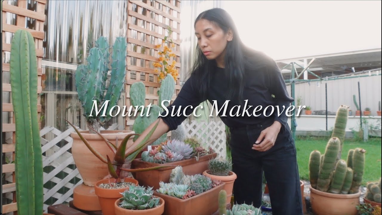 Mount Succ(ulent) Makeover: Repotting Cacti, Succulents & Creating Beautiful Arrangements
