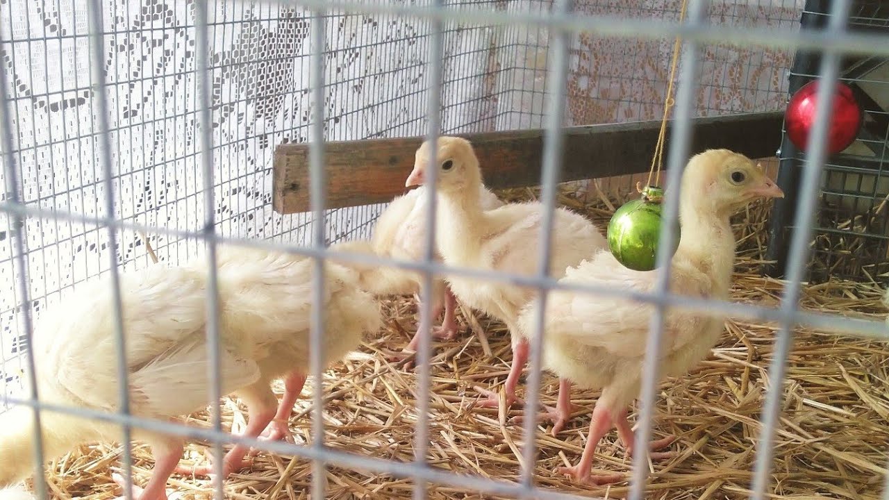 Дешево и быстро!Клетка за час для подрастающих индюшат.