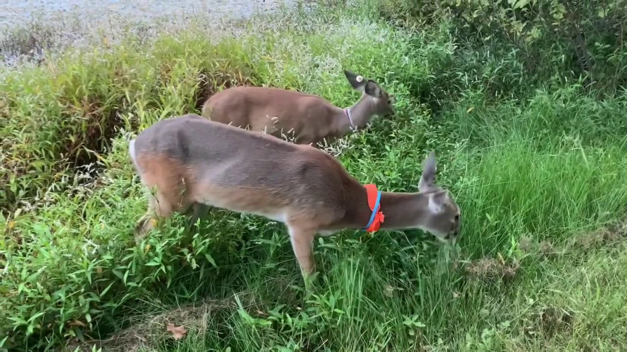 SEPT 25, LUCY, MILBURN,   TRIPLET UPDATE Plus a Little Fun Fishing and Snake Catching