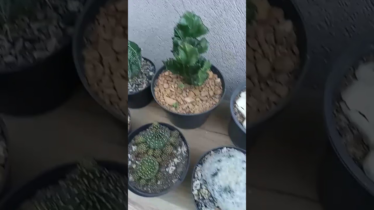 uma pequena cole&ccedil;&atilde;o de 🌵 #cole&ccedil;&atilde;o #cactos #cactoslindos #jardin ja #amoplantas