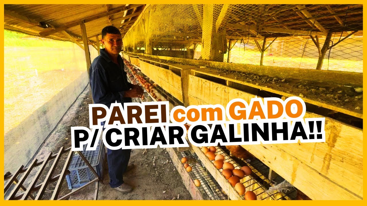 PAREI com GADO para CRIAR GALINHAS: HOJE são 5.000 OVOS POR DIA