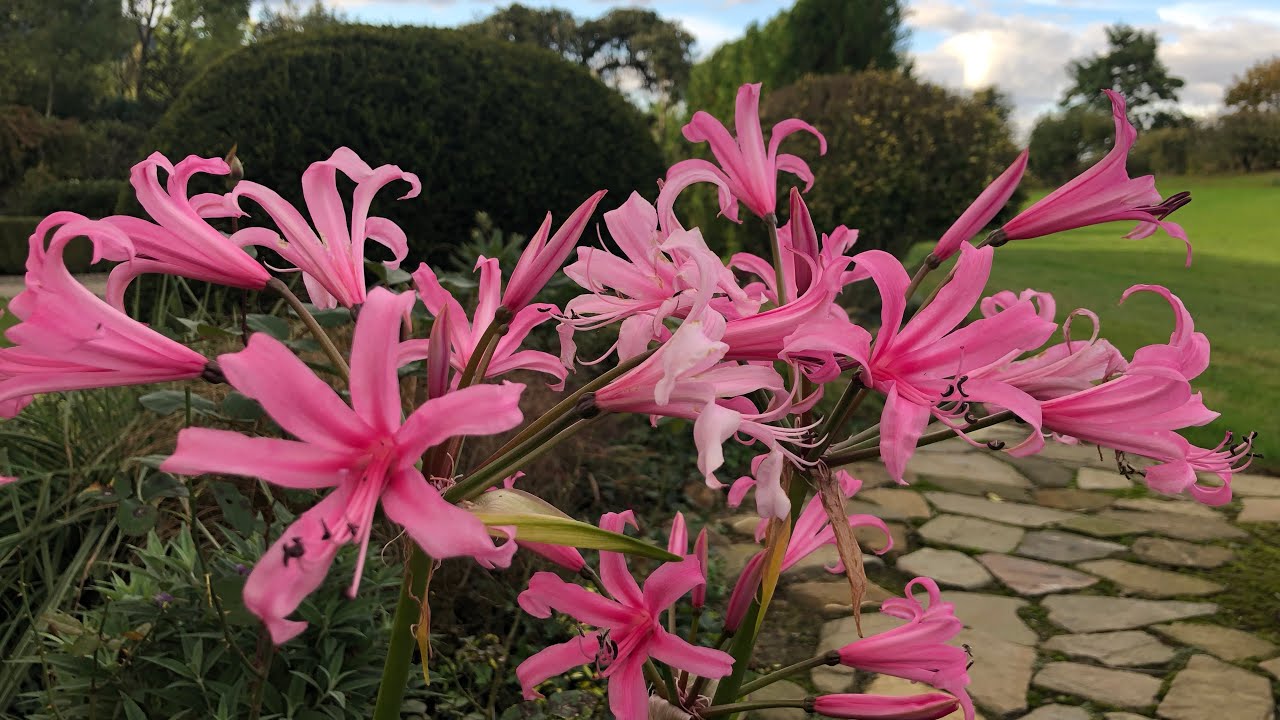 Roślina kwitnąca w październiku - Nerine