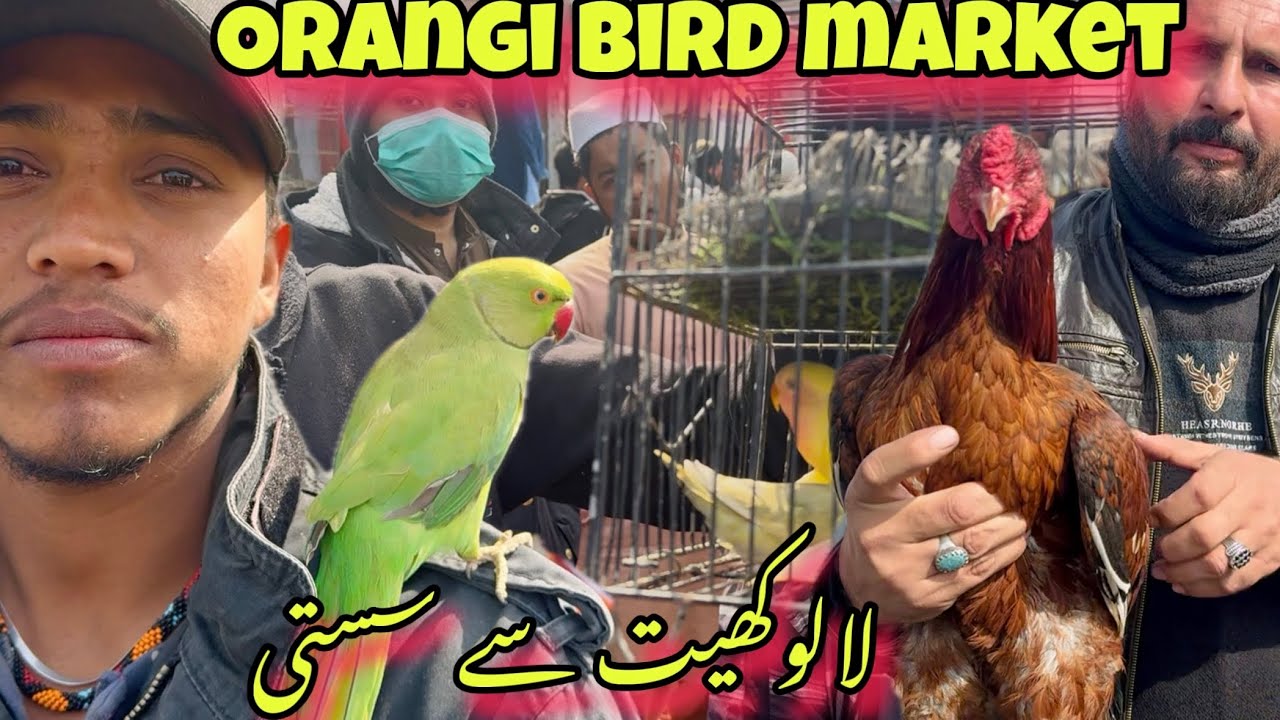 Orangi Nishane haider Exoctic Bird market | Nasli parindo ki shandaar market | Animal Shokeen