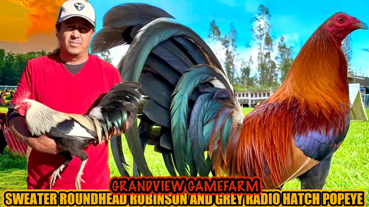 Sweater Roundhead Robinson And Grey Radio Hatch Popeye ~ GRANDVIEW GAMEFARM