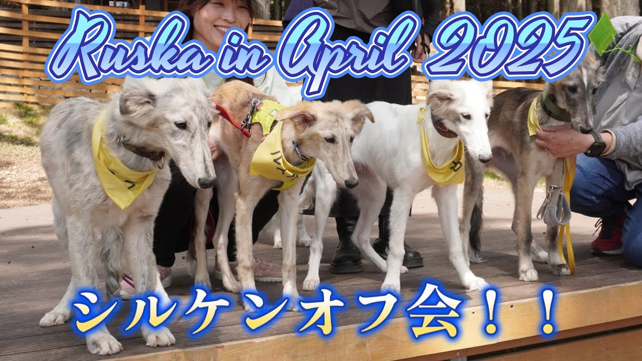 【202504】国内100頭ちょいの犬種でオフ会したらこんな感じだった【シルケン・ウインドハウンド】