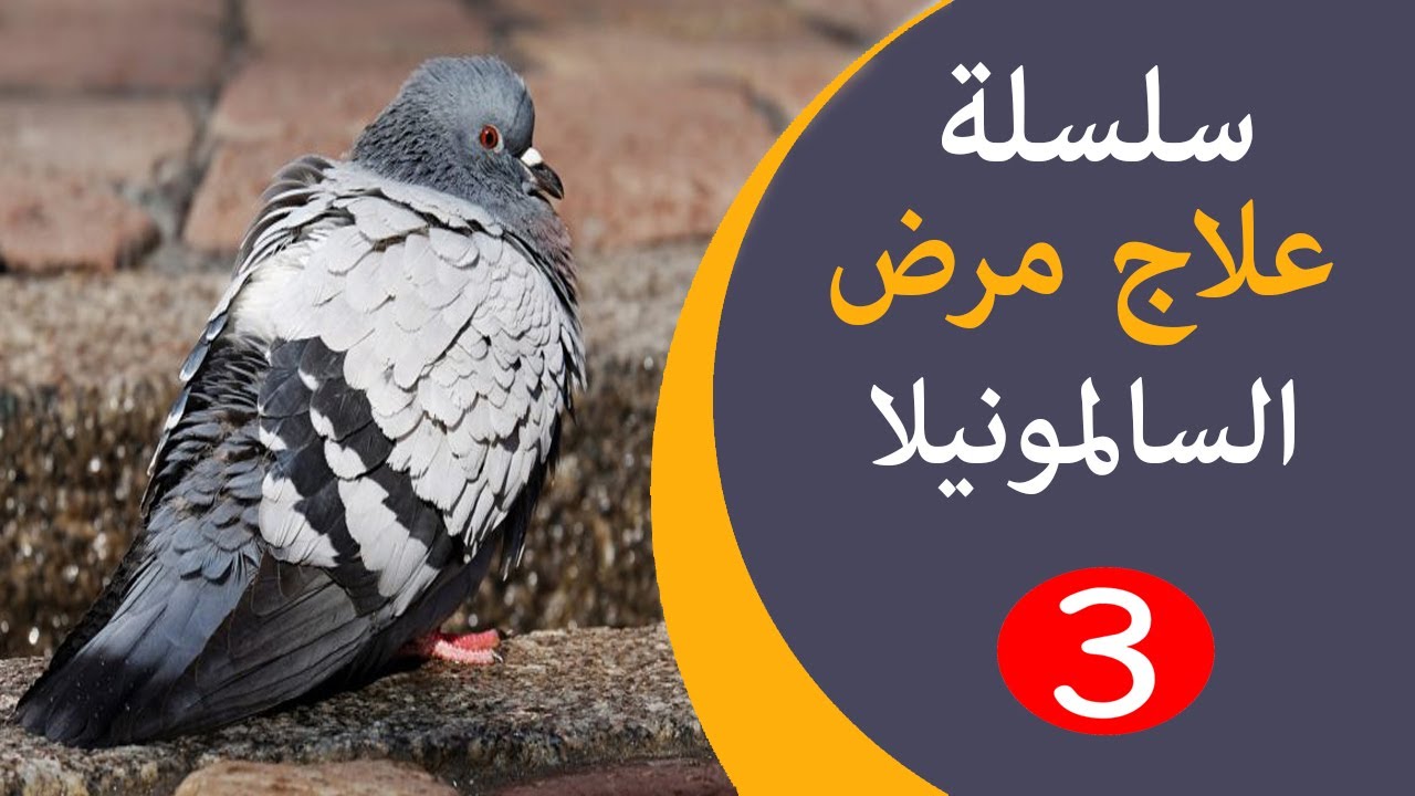 الخطوة الثالثة في علاج السالمونيلا