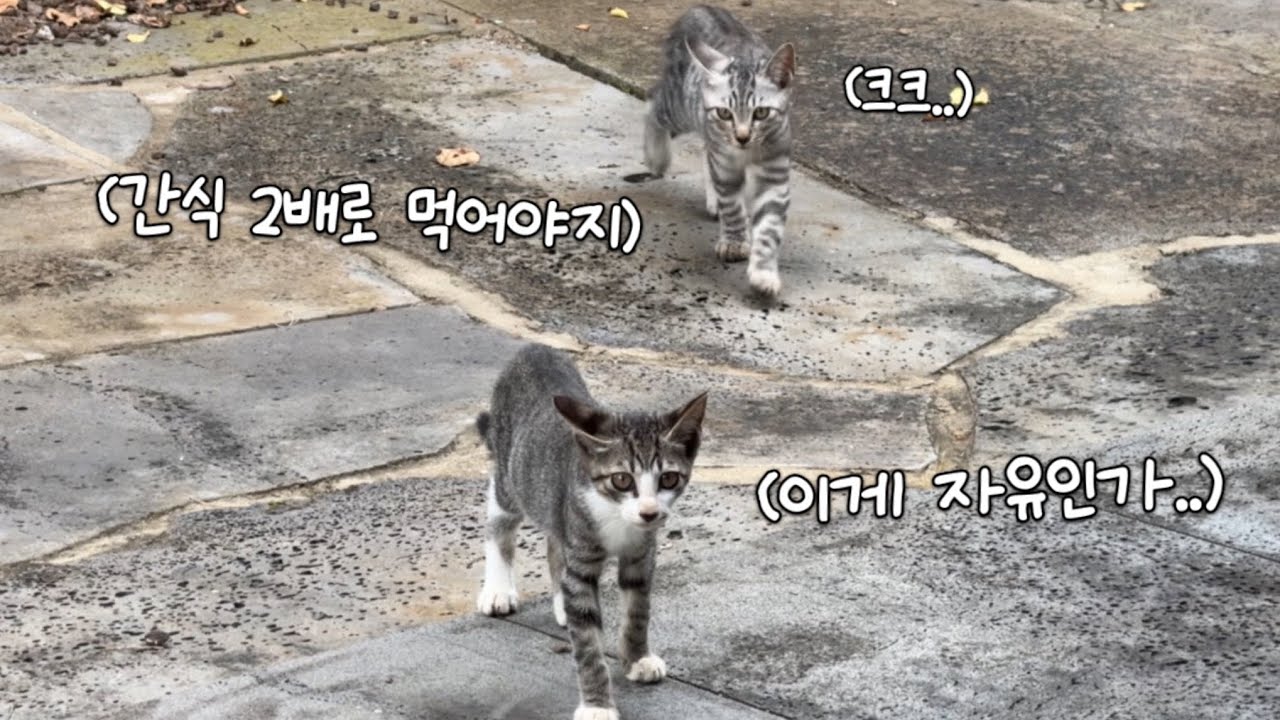 엄마 없는 하루, 처음으로 자유를 맛본 아기 고양이들