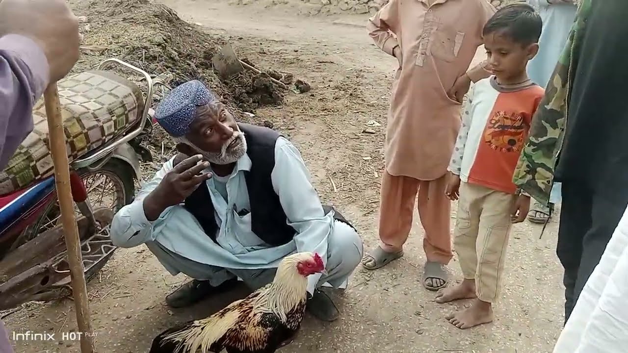 Fighter Murga Gift Kar Diya  | Sindhi Culture | Mehman nawazi | Karachi Ke Mehman #sindhiculture 