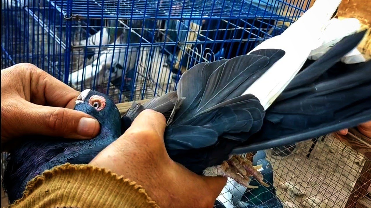 اسمع الأسعار جوا حارة الغزار بسوق السيده عائشه 🕊️يوم5/12/2025