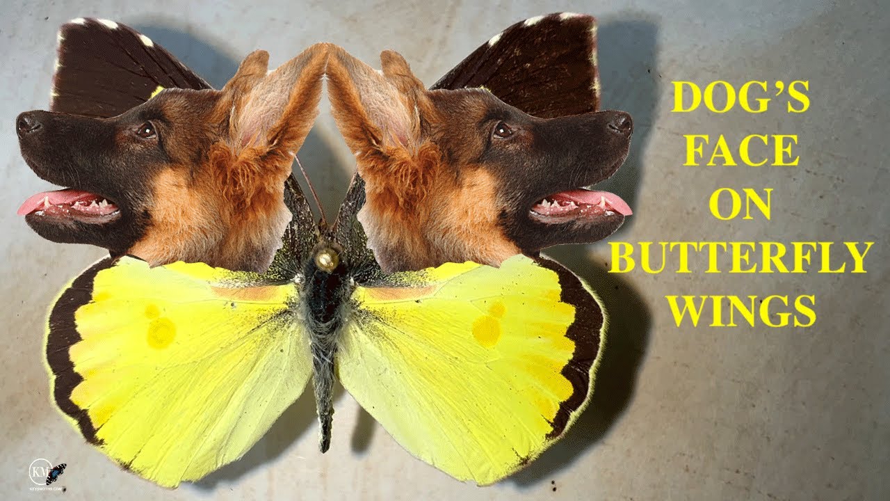 A DOGS FACE ON A BUTTERFLY WING???