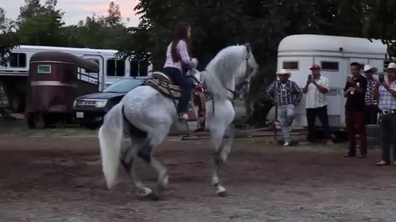 EXHIBICION DE UN CABALLOS PASO COSTA RICENSE E IBERO - CORDOVA PRODUCCION HD 720p Video Sharing