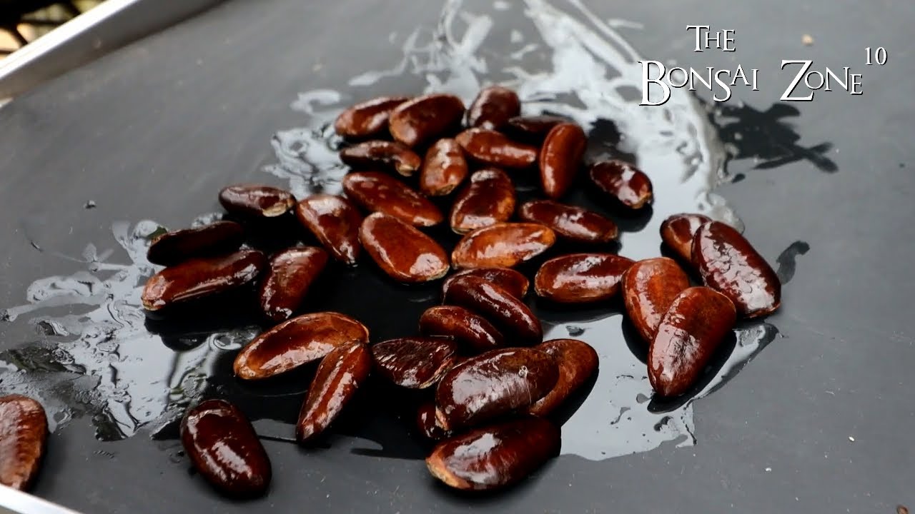 Planting My Pawpaw Seeds, The Bonsai Zone, April 2023